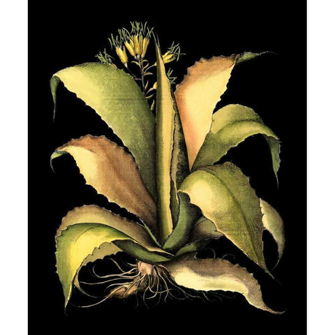 Dramatic Aloe II Gold Ornate Wood Framed Art Print with Double Matting by Besler, Basilius