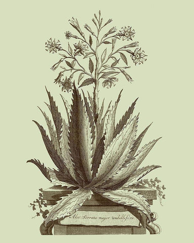 Vintage Aloe I White Modern Wood Framed Art Print with Double Matting by Munting, Abraham