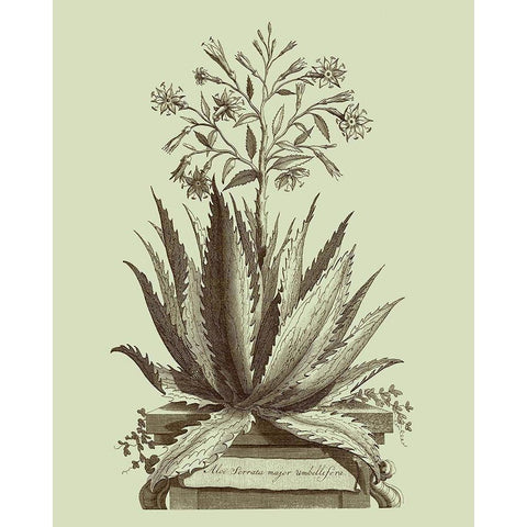 Vintage Aloe I Black Modern Wood Framed Art Print with Double Matting by Munting, Abraham