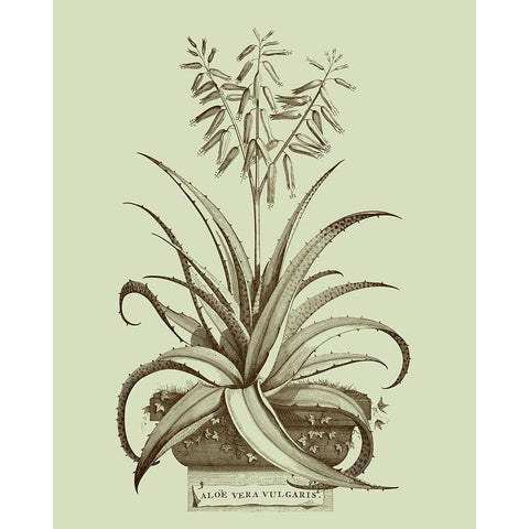 Vintage Aloe II White Modern Wood Framed Art Print by Munting, Abraham