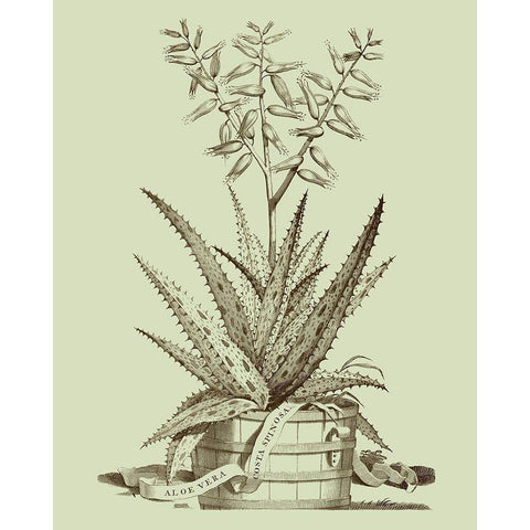 Vintage Aloe III White Modern Wood Framed Art Print by Munting, Abraham
