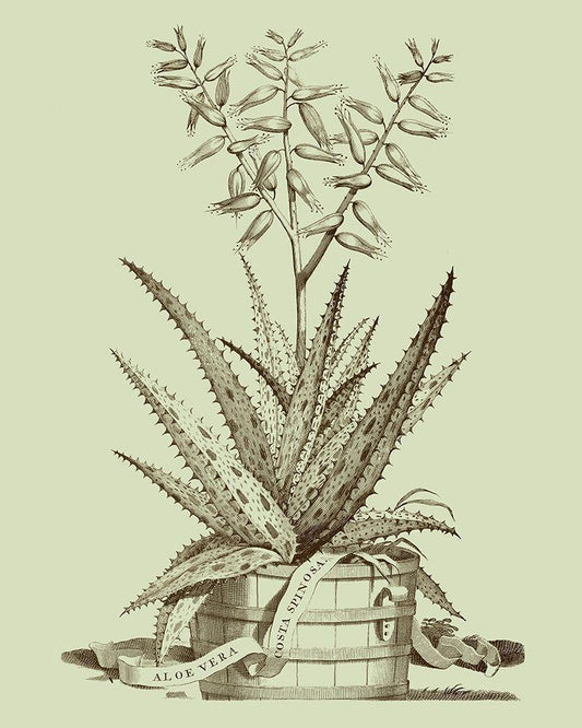Image Only