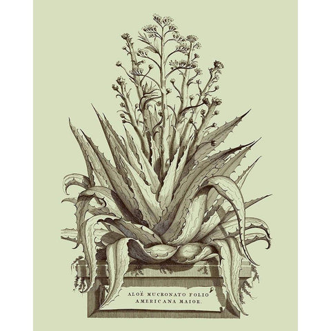 Vintage Aloe IV Gold Ornate Wood Framed Art Print with Double Matting by Munting, Abraham