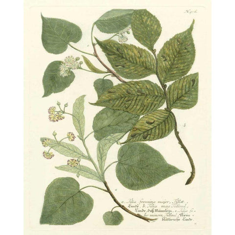 Weinmann Greenery III Gold Ornate Wood Framed Art Print with Double Matting by Weinmann