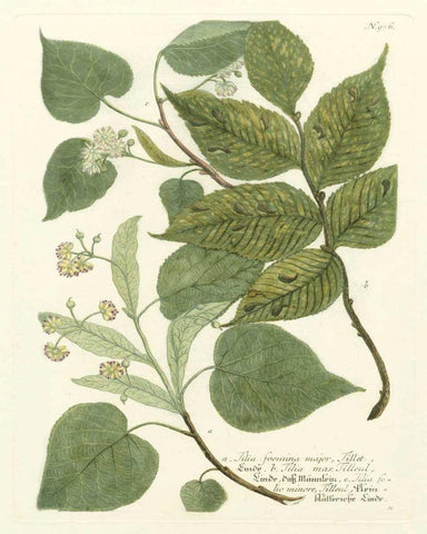 Weinmann Greenery III White Modern Wood Framed Art Print with Double Matting by Weinmann