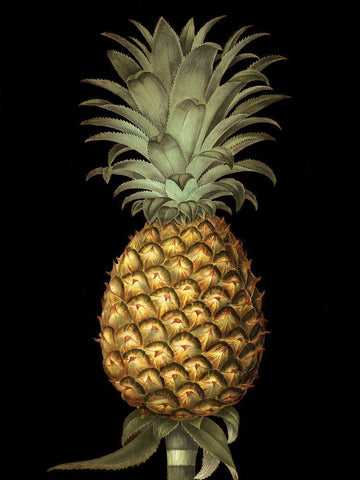 Brookshaw Exotic Pineapple I White Modern Wood Framed Art Print with Double Matting by Brookshaw, George