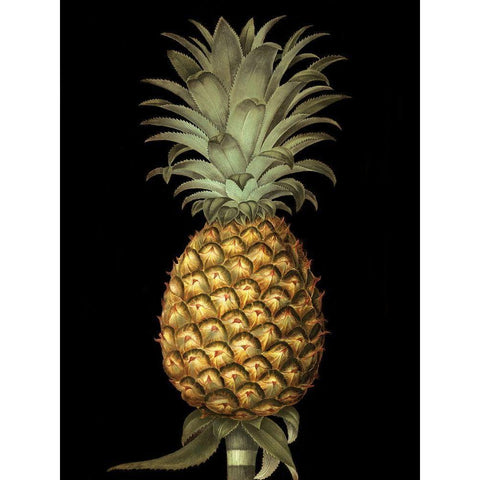 Brookshaw Exotic Pineapple I Gold Ornate Wood Framed Art Print with Double Matting by Brookshaw, George