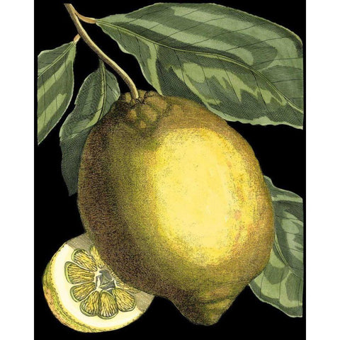 Fragrant Citrus II Black Modern Wood Framed Art Print with Double Matting by Volckamer, Johann C.