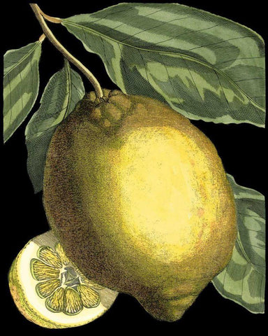 Fragrant Citrus II Black Ornate Wood Framed Art Print with Double Matting by Volckamer, Johann C.