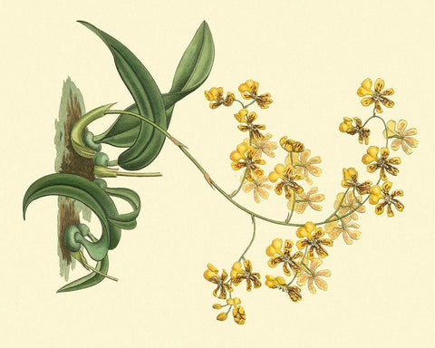 Antique Orchid Study I White Modern Wood Framed Art Print with Double Matting by Edwards, Sydenham