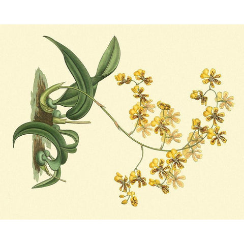 Antique Orchid Study I Black Modern Wood Framed Art Print by Edwards, Sydenham