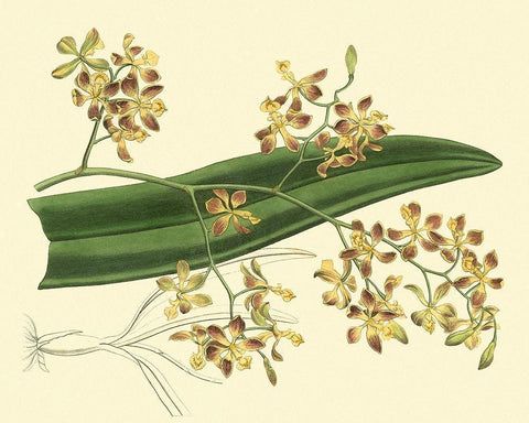 Antique Orchid Study II Black Ornate Wood Framed Art Print with Double Matting by Edwards, Sydenham