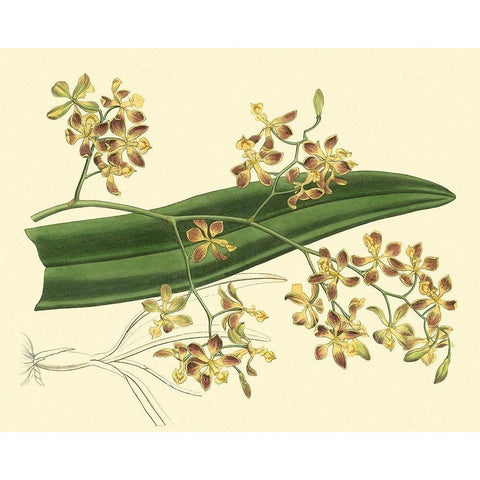 Antique Orchid Study II Black Modern Wood Framed Art Print by Edwards, Sydenham