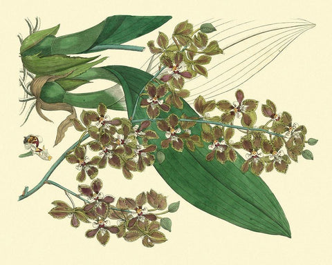 Antique Orchid Study III  Black Ornate Wood Framed Art Print with Double Matting by Edwards, Sydenham