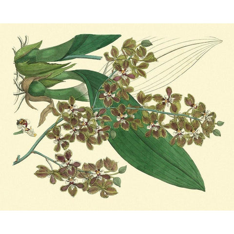 Antique Orchid Study III  Black Modern Wood Framed Art Print by Edwards, Sydenham