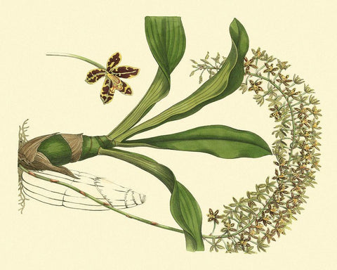 Antique Orchid Study IV Black Ornate Wood Framed Art Print with Double Matting by Edwards, Sydenham