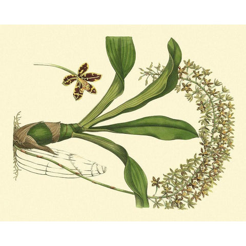 Antique Orchid Study IV Gold Ornate Wood Framed Art Print with Double Matting by Edwards, Sydenham