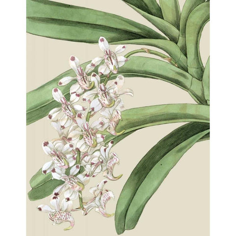 Orchid Blooms I Black Modern Wood Framed Art Print with Double Matting by Vision Studio