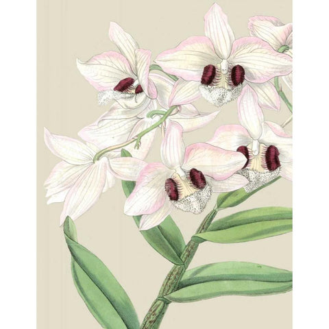 Orchid Blooms II  Black Modern Wood Framed Art Print by Vision Studio