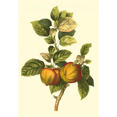 Bessa Apple Black Modern Wood Framed Art Print with Double Matting by Bessa