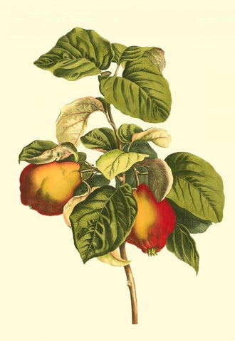 Bessa Pear Black Ornate Wood Framed Art Print with Double Matting by Bessa