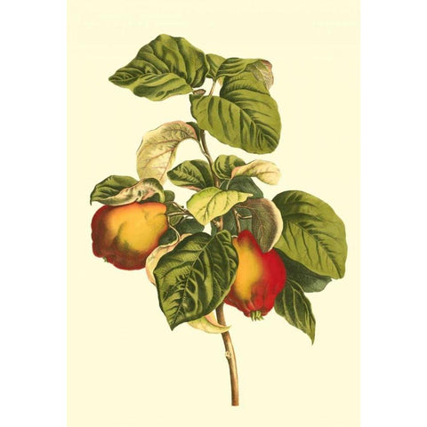 Bessa Pear Black Modern Wood Framed Art Print by Bessa