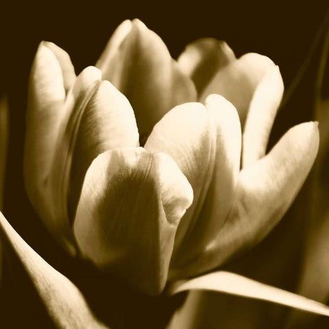 Sepia Tulip I Black Modern Wood Framed Art Print with Double Matting by Stramel, Renee W.