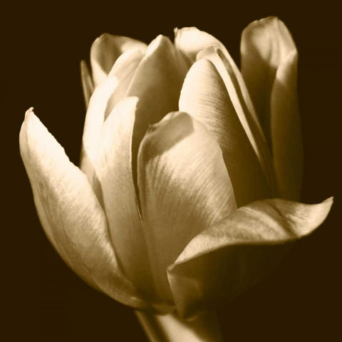 Sepia Tulip II Gold Ornate Wood Framed Art Print with Double Matting by Stramel, Renee W.