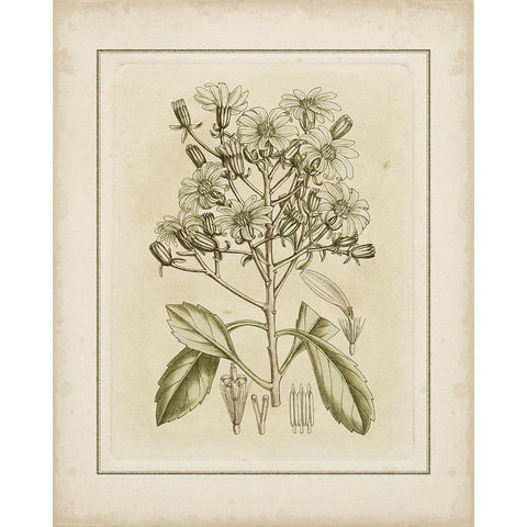 Tinted Botanical I Gold Ornate Wood Framed Art Print with Double Matting by Curtis