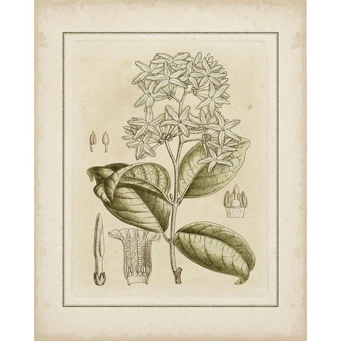 Tinted Botanical III Gold Ornate Wood Framed Art Print with Double Matting by Curtis