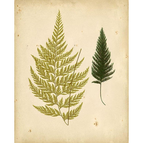 Cottage Ferns I White Modern Wood Framed Art Print by Lowe