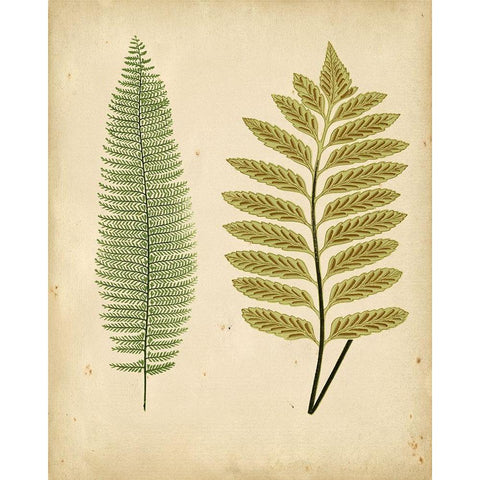 Cottage Ferns II Black Modern Wood Framed Art Print by Lowe