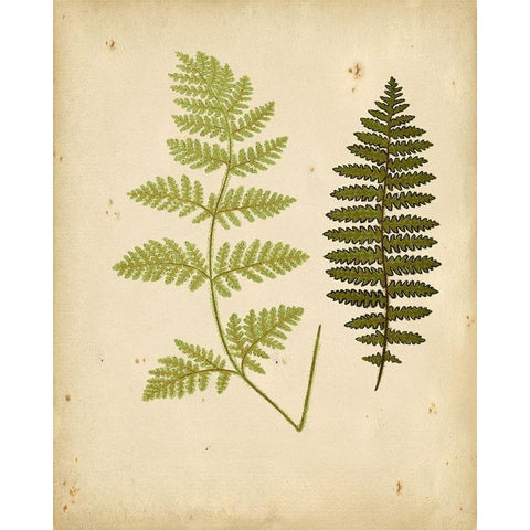 Cottage Ferns III Black Modern Wood Framed Art Print with Double Matting by Lowe