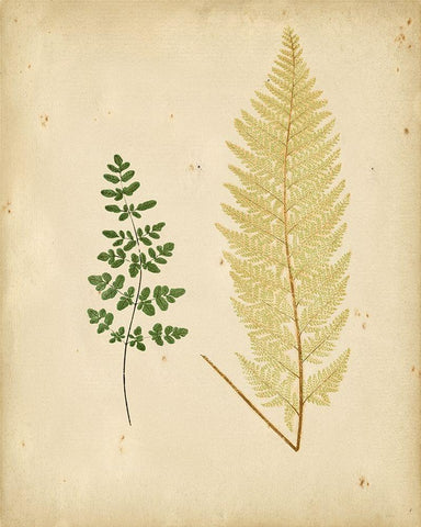 Cottage Ferns IV Black Ornate Wood Framed Art Print with Double Matting by Lowe