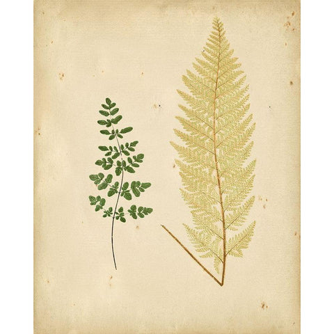 Cottage Ferns IV Gold Ornate Wood Framed Art Print with Double Matting by Lowe