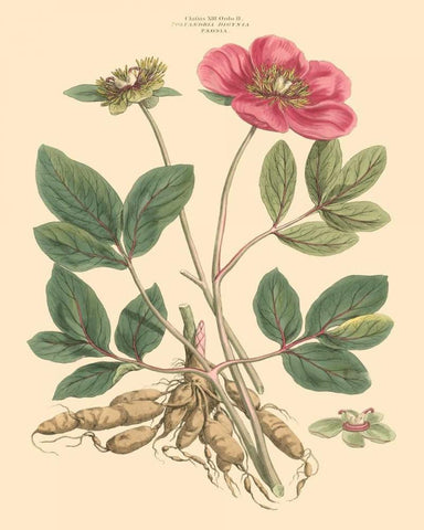 Blushing Pink Florals I Black Ornate Wood Framed Art Print with Double Matting by Miller, John