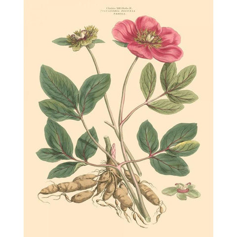 Blushing Pink Florals I White Modern Wood Framed Art Print by Miller, John