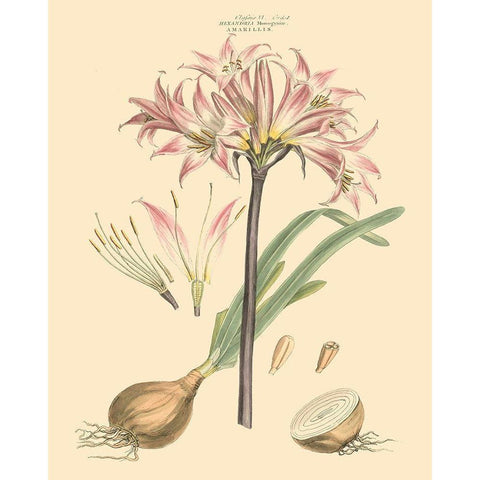 Blushing Pink Florals II Black Modern Wood Framed Art Print with Double Matting by Miller, John