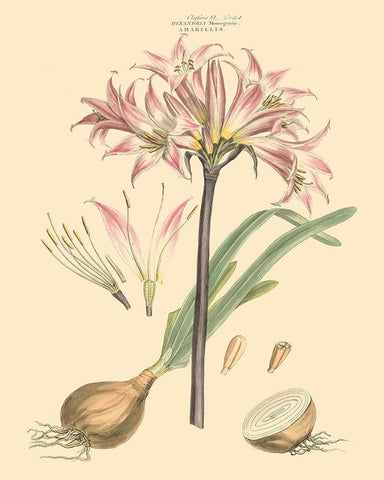 Blushing Pink Florals II Black Ornate Wood Framed Art Print with Double Matting by Miller, John
