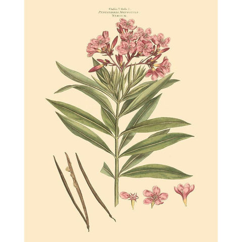 Blushing Pink Florals III Gold Ornate Wood Framed Art Print with Double Matting by Miller, John