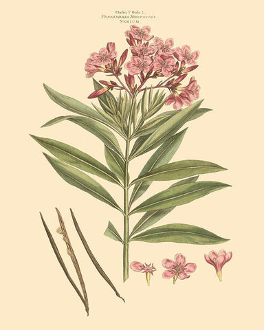 Blushing Pink Florals III White Modern Wood Framed Art Print with Double Matting by Miller, John