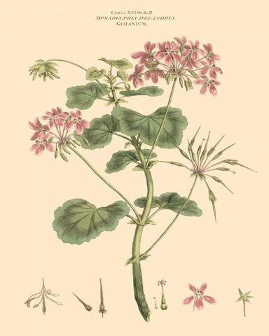 Blushing Pink Florals IV Black Ornate Wood Framed Art Print with Double Matting by Miller, John