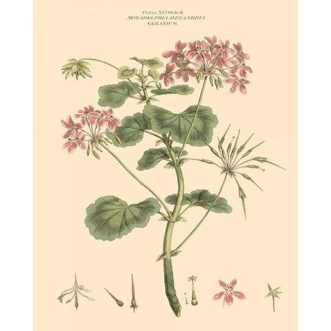 Blushing Pink Florals IV Black Modern Wood Framed Art Print by Miller, John