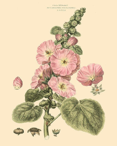 Blushing Pink Florals V White Modern Wood Framed Art Print with Double Matting by Miller, John
