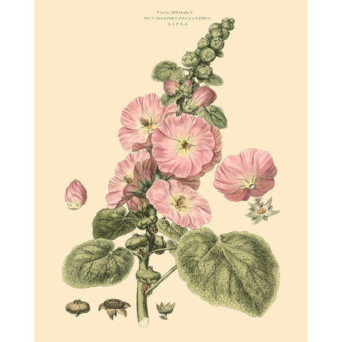 Blushing Pink Florals V White Modern Wood Framed Art Print by Miller, John