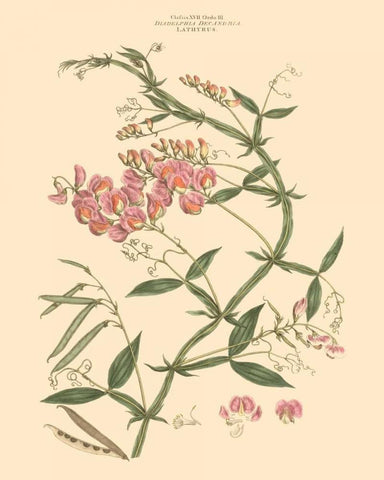 Blushing Pink Florals VI Black Ornate Wood Framed Art Print with Double Matting by Miller, John