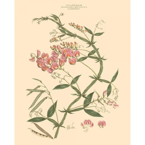 Blushing Pink Florals VI Black Modern Wood Framed Art Print by Miller, John