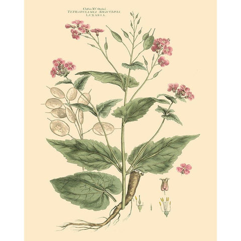 Blushing Pink Florals VII Black Modern Wood Framed Art Print with Double Matting by Miller, John
