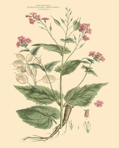 Blushing Pink Florals VII White Modern Wood Framed Art Print with Double Matting by Miller, John