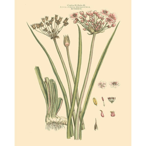 Blushing Pink Florals VIII Black Modern Wood Framed Art Print with Double Matting by Miller, John